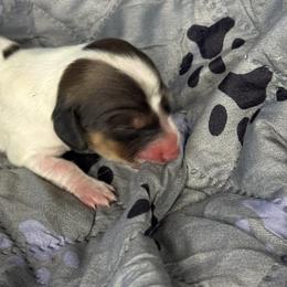 Girl 4 - Piebald female Dachshund puppy in Vancouver, Washington from Cascade Minis