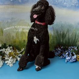 Poodle Puppies from Abbott Standard Poodles