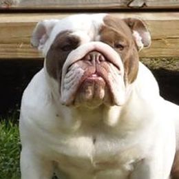 Bulldogs from Bulldogs of English