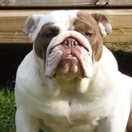 Bulldogs from Bulldogs of English