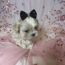 Amara - Gold and white female Shih Tzu puppy in Riverside, California from Be Dazzled Shihtzu