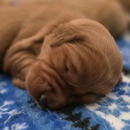 Boy 1 - Golden male Golden Retriever puppy in Albany, Oregon from Sutter Bay Retrievers