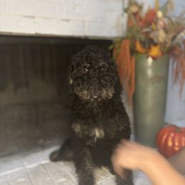 Sophie - Sable female Goldendoodle puppy in Arlington, Texas from Chambers Doodle Patch