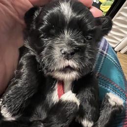Sheldon - maroon collar - Black and white male Shih Tzu puppy in Mays Landing, New Jersey from Fancy Paws Shorkies & Shih Tzus