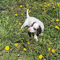 English Setter Puppies from English Setter Farms