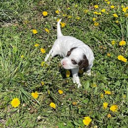 English Setter Puppies from English Setter Farms