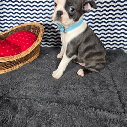 Bluey - Blue female Boston Terrier puppy in Millers Creek, North Carolina from Tumbling Shoals Hilltop Bostons