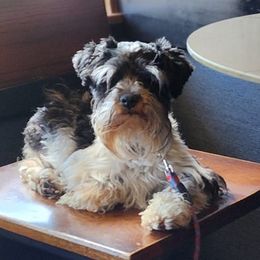 Cockapoos, Miniature Schnauzers, Poodles, and Schnoodles from Happy Dogs
