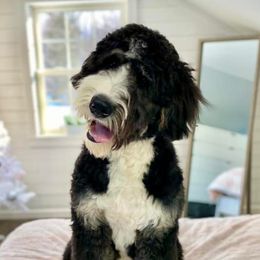 Bernedoodles and Goldendoodles from Point Breeze Doodles, LLC