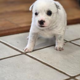Lady - Blue mottled female Australian Cattle Dog puppy in Red Bluff, California from 3R Ranch / Australian cattle dogs