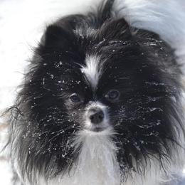 Isla - Pomeranian