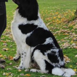 Newfoundland All Grown Up from Lucky Stone Farm Newfoundlands