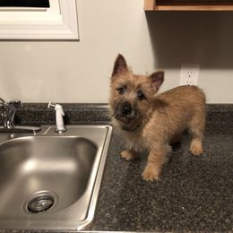 Cairn Terrier Puppies from Shining Waters Farm