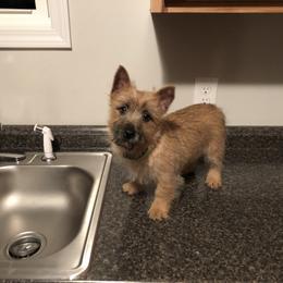 Cairn Terrier Puppies from Shining Waters Farm