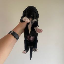 Goose - Black and white male Sheepadoodle puppy in Wabash, Indiana from DOODCompany