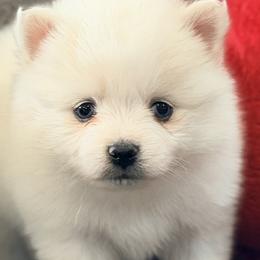 Ariya's white girl - White female Pomsky puppy in Enid, Oklahoma from Mile Hi Pomskies