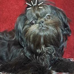 Queen - Shih Tzu