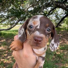 Split face 3000.00 - Chocolate and tan female Dachshund puppy in De Soto County, Florida from Countridox Dachshunds