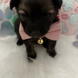 Girl 2 - Brindle female Companion Cross puppy in Covington, Louisiana from 🐾 Alexander’s Little Angels 🐾