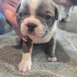 Boy 1 - Seal - Seal and white male Boston Terrier puppy in Sulphur Springs, Texas from B&B Bostons