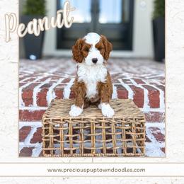 Peanut - Red  male Goldendoodle puppy in Bell Buckle, Tennessee from Precious Puptown Doodles