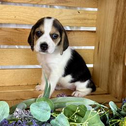 Poppy - Black white and tan female Beagle puppy in Katy, Texas from Houston’s Howlin’ Hounds
