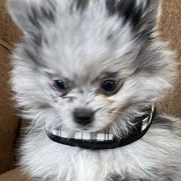 Pomeranian Puppies from Jazzy Poms