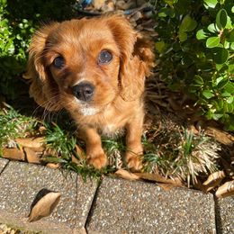 Cavalier King Charles Spaniel Puppies from Cavi Cutie Collective