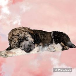 Poodle Puppies from Paddock's Purebred Poodles
