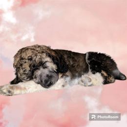 Poodle Puppies from Paddock's Purebred Poodles