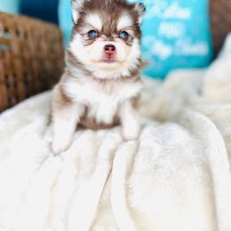 Girl 1 - Chocolate female Pomsky puppy in Yavapai County, Arizona from Pawsh Pomskies