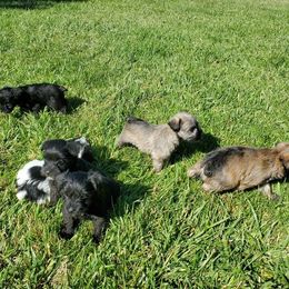 Miniature Schnauzer Puppies from Charlie's Mini Schnauzers