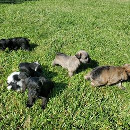 Miniature Schnauzer Puppies from Charlie's Mini Schnauzers