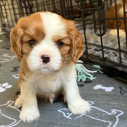Zimomo - Ruby male Cavalier King Charles Spaniel puppy in Fontana, California from Magical Cavaliers