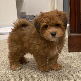 Havanese and Havapoo Puppies from Ladypawspuppies