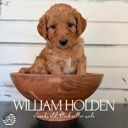 William Holden - Apricot male Goldendoodle puppy in San Jose, California from Red White and Doodle