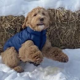 Goldendoodles, Golden Retrievers, and Poodles from Bracha Poodles & Doodles