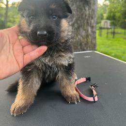 Miss Pink - Black and tan female German Shepherd puppy in Lawton, Michigan from Free Indeed Shepherds