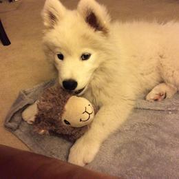 Samoyed Puppies from Kismet
