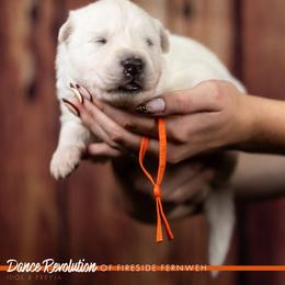 Orange Collar Boy - White male Berger Blanc Suisse puppy in Chestnut, Illinois from Fireside Fernweh