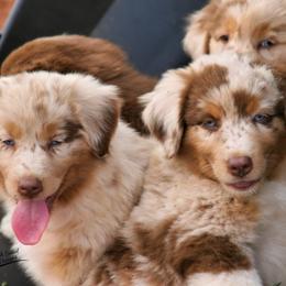 Australian Shepherd puppies from Rockin D Ranch
