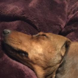 Dachshunds from Edwards’ Dachshunds