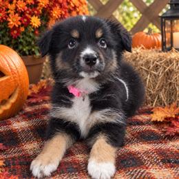 Dolly (pink collar) - Black tri-color female Australian Shepherd puppy in Okeechobee, Florida from Rothsolid Aussies
