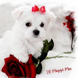 Maltese puppies from Rockin Rivers AKC Maltese & Malshi's