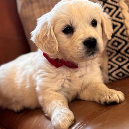 Red (3700) - Light golden female Golden Retriever puppy in Pahrump, Nevada from Southern Nevada Goldens