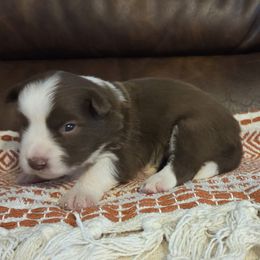 AKC CH lines Chocolate - Red female Border Collie puppy in Newalla, Oklahoma from Roughstock Border Collies and Dachshunds