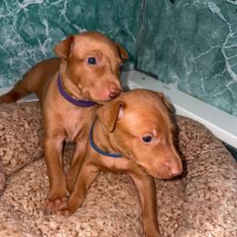 Mako x Reagan - Boy 2 - Chestnut male Pharaoh Hound puppy in Vancouver, Washington from Nefer-Temu Pharaoh Hounds