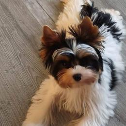 Yorkshire Terriers from Barb's Luvayorkie