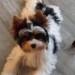 Yorkshire Terriers from Barb's Luvayorkie