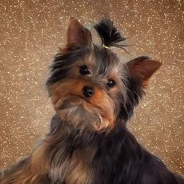 Sunny - Yorkshire Terrier